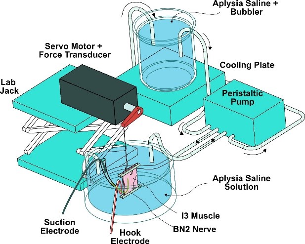 开云网站：研究人员创建出海蛞蝓进食结构模型可指导软体机器人设计