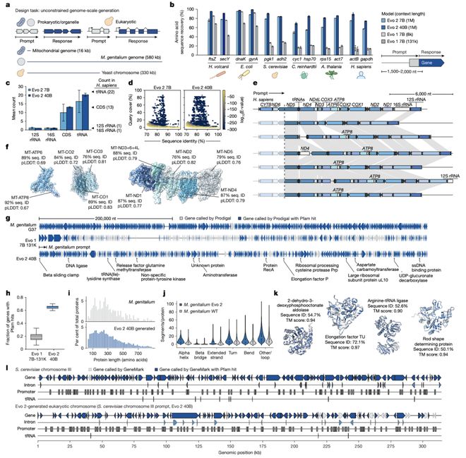 开云网站：Evo-2登上Nature：AI模型实现对所有生命基因组的建模和设计甚至能从头设计生命(图6)
